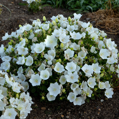 Rapido White' Carpatian Bellflower