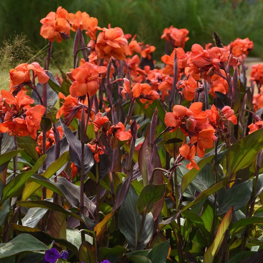 Canna Cannova® Bronze Orange