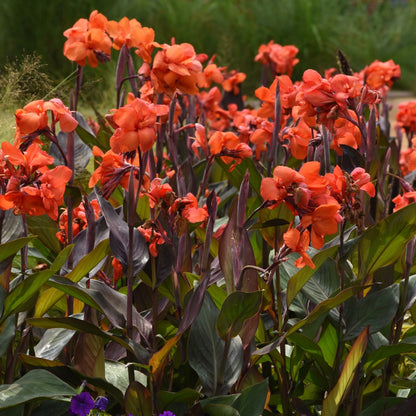 Canna Cannova® Bronze Orange