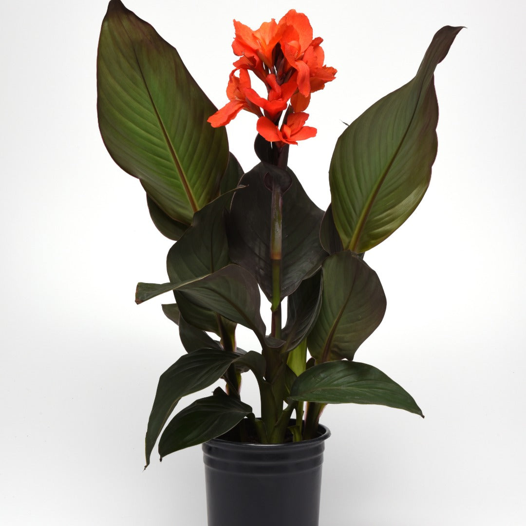 Canna Cannova® Bronze Orange