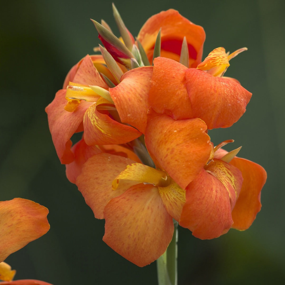 Canna Cannova® Orange Shades