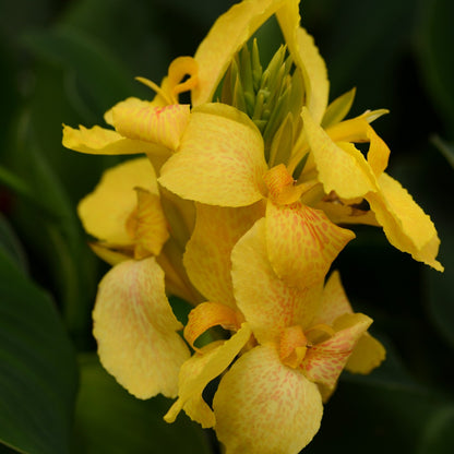 Canna Cannova® Yellow F1