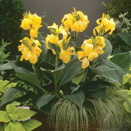 Canna Cannova® Yellow F1