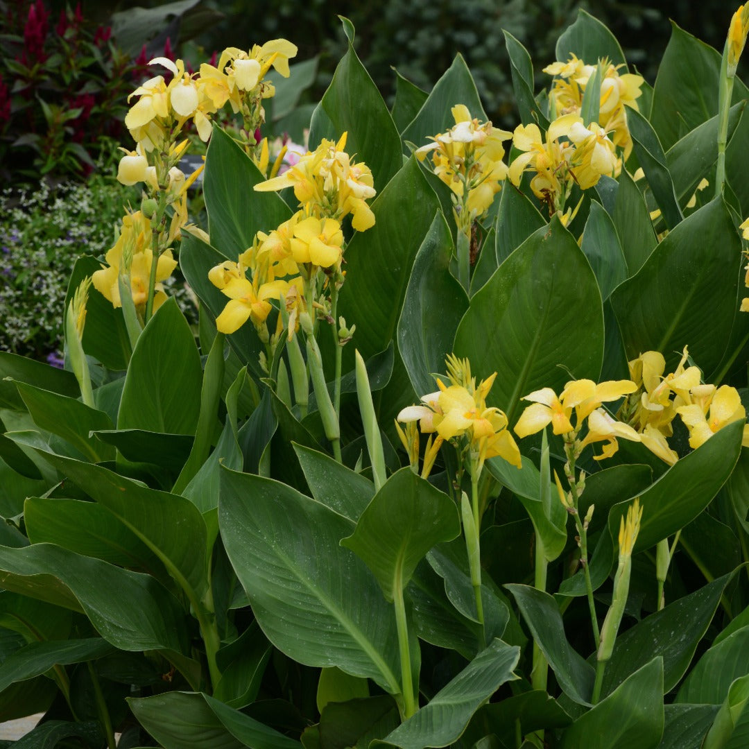 Canna Cannova® Yellow F1