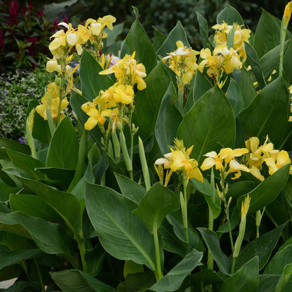 Canna Cannova® Yellow F1