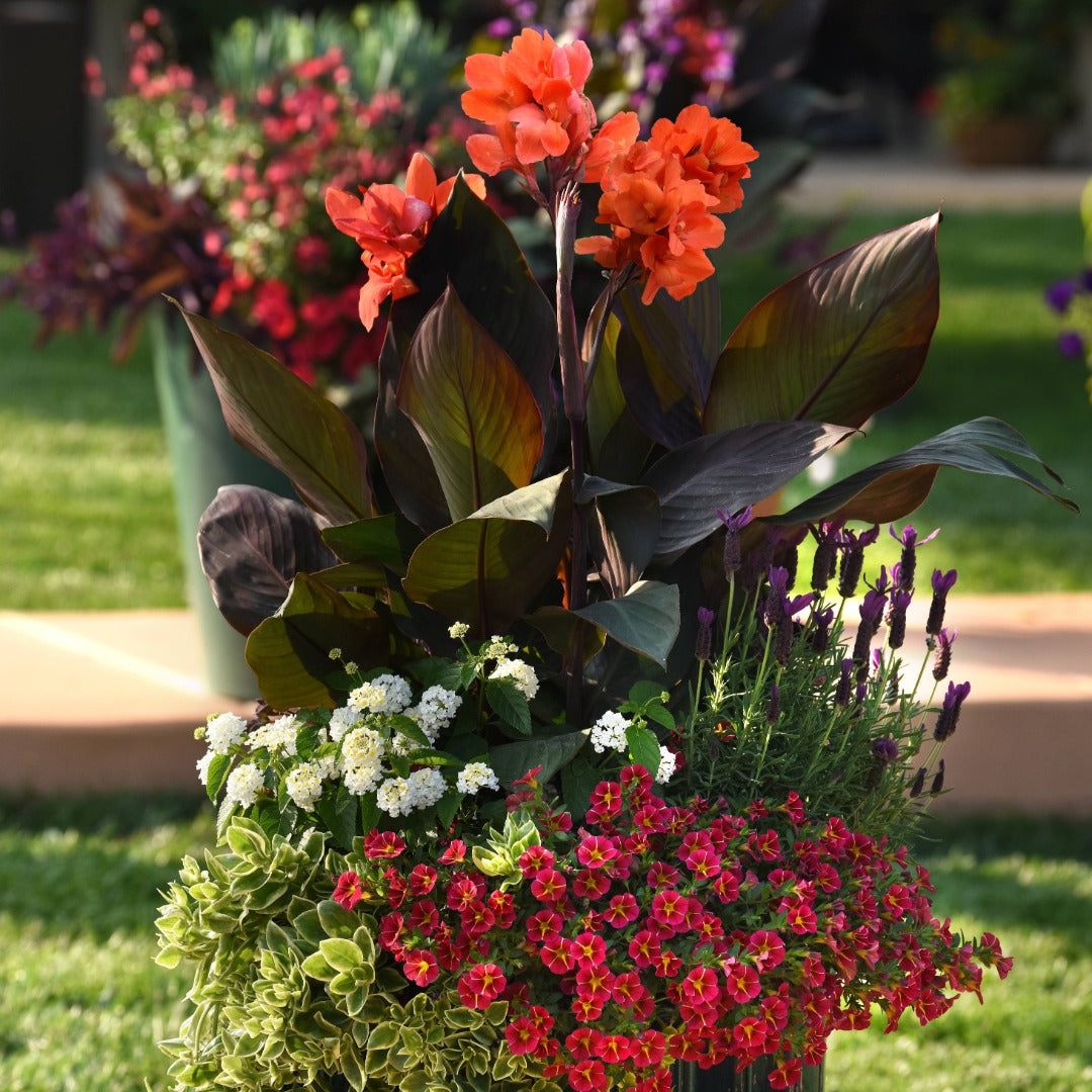 Canna Cannova® Bronze Orange