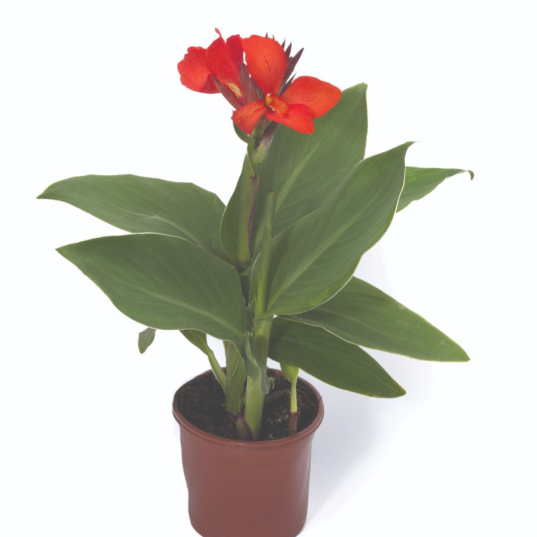 Canna Cannova® Scarlet F1