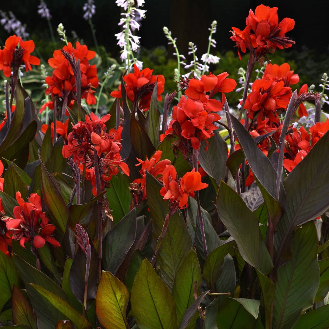 Canna Cannova® Scarlet F1