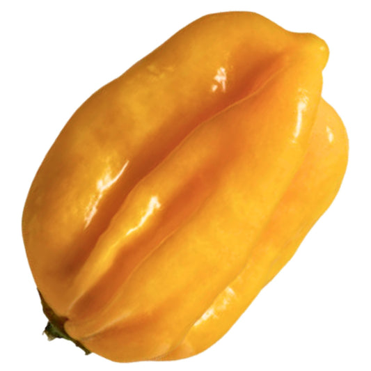Yellow Habanero' Hot Pepper