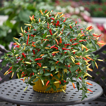 Piment fort 'Basket of Fire'