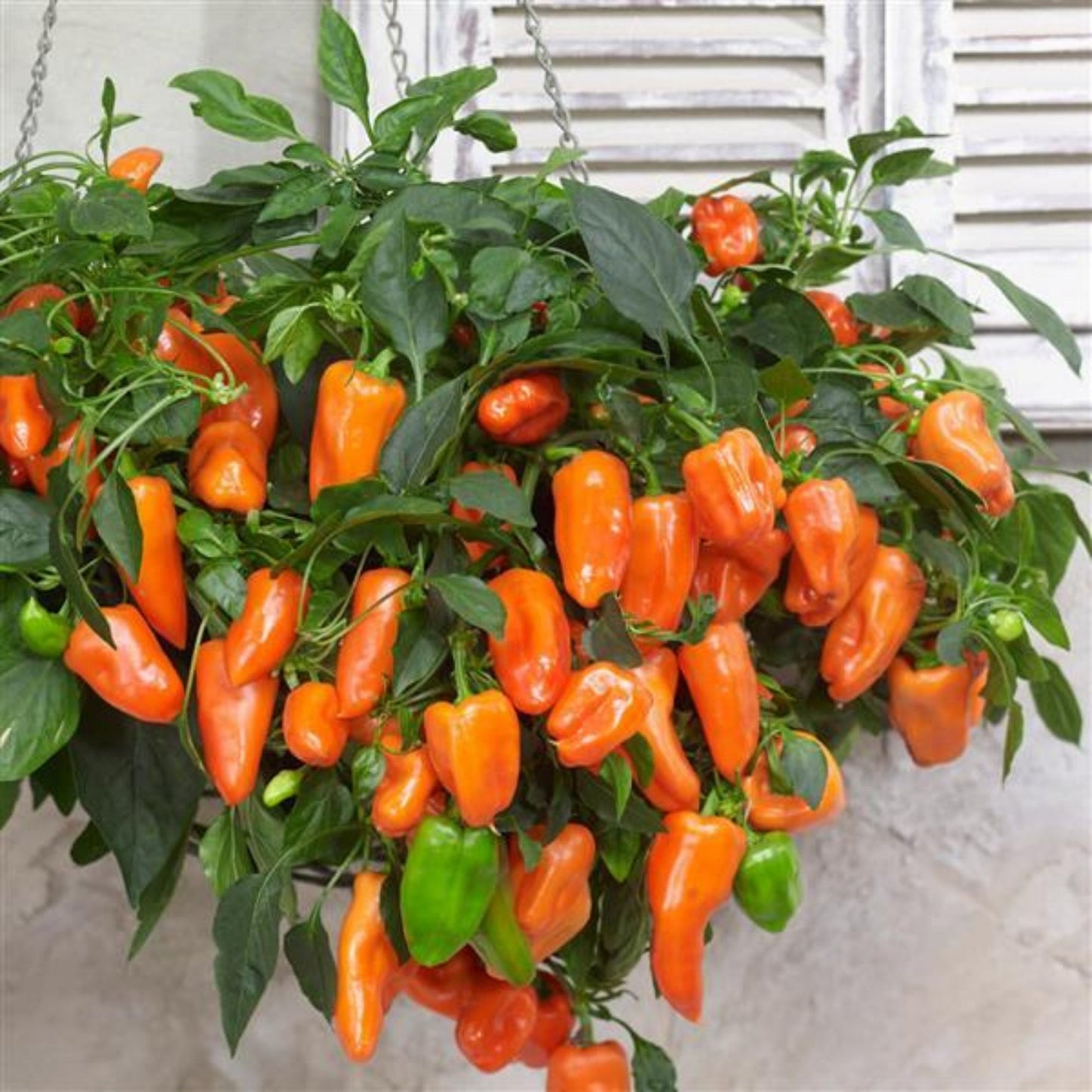 hanging pepper plants PEPPERS FROM HEAVEN™ Sweet Pepper – Jardineries Botanix