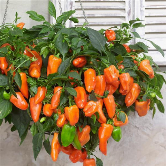 PEPPERS FROM HEAVEN™ Sweet Pepper