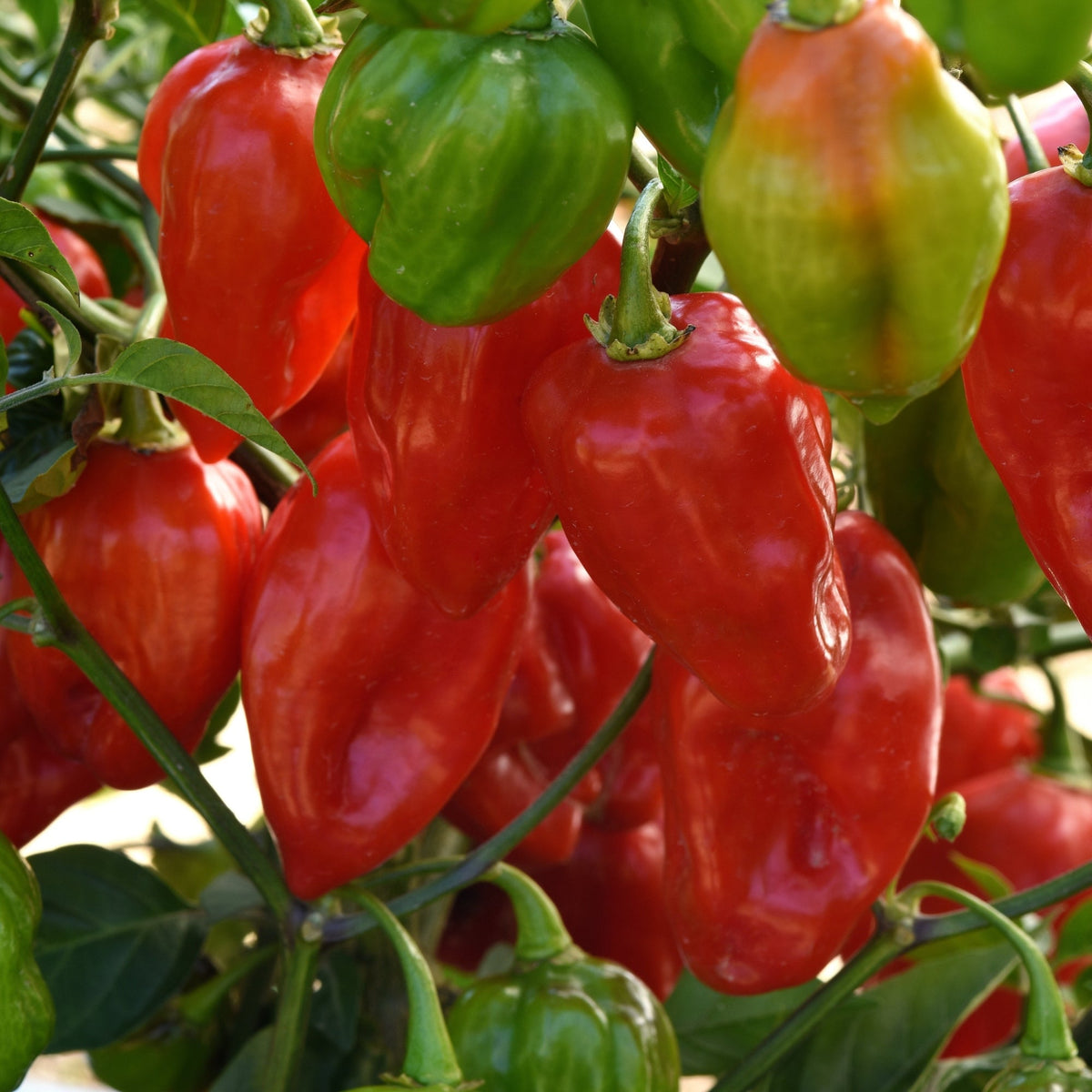 Piment fort 'Primo Red' – Jardineries Botanix