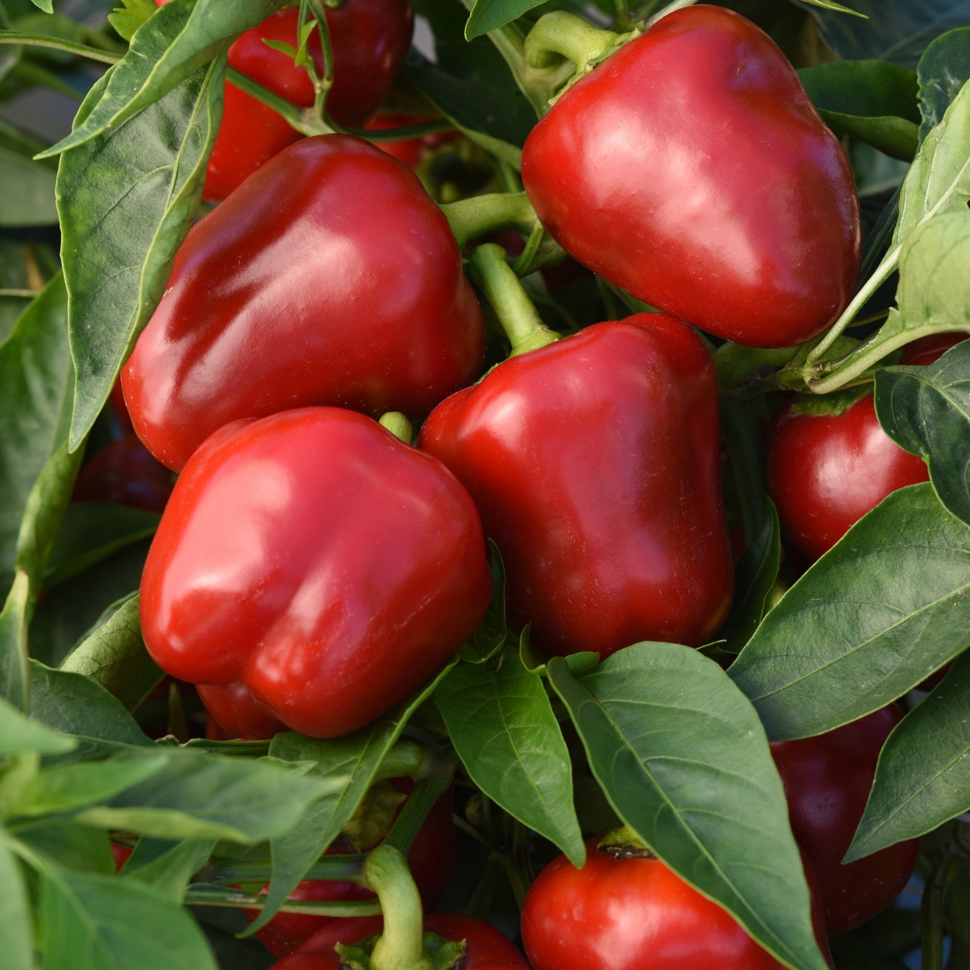 Poivron rouge 'Snackabelle' – Jardineries Botanix