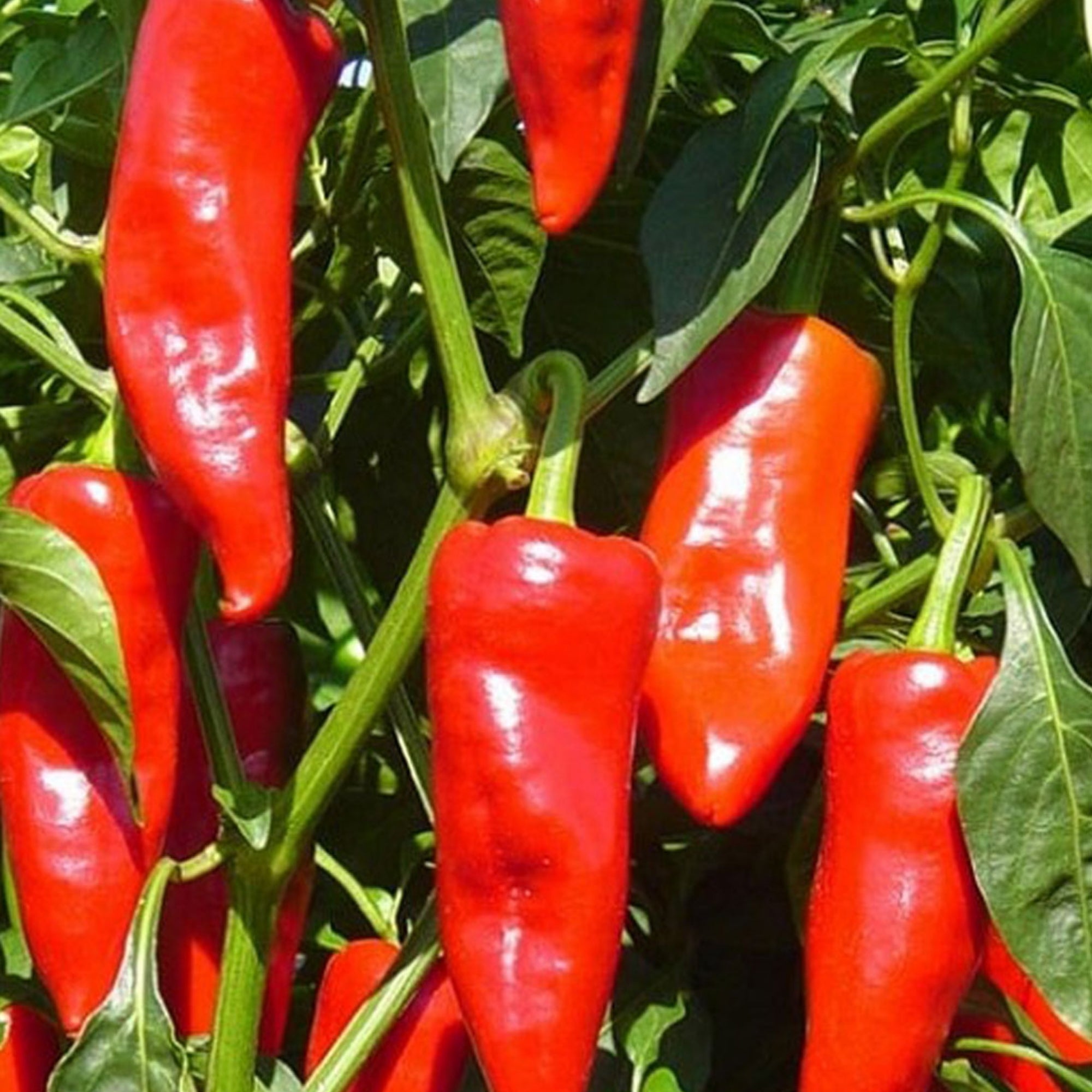 Piment Gorria de type Espelette – Jardineries Botanix