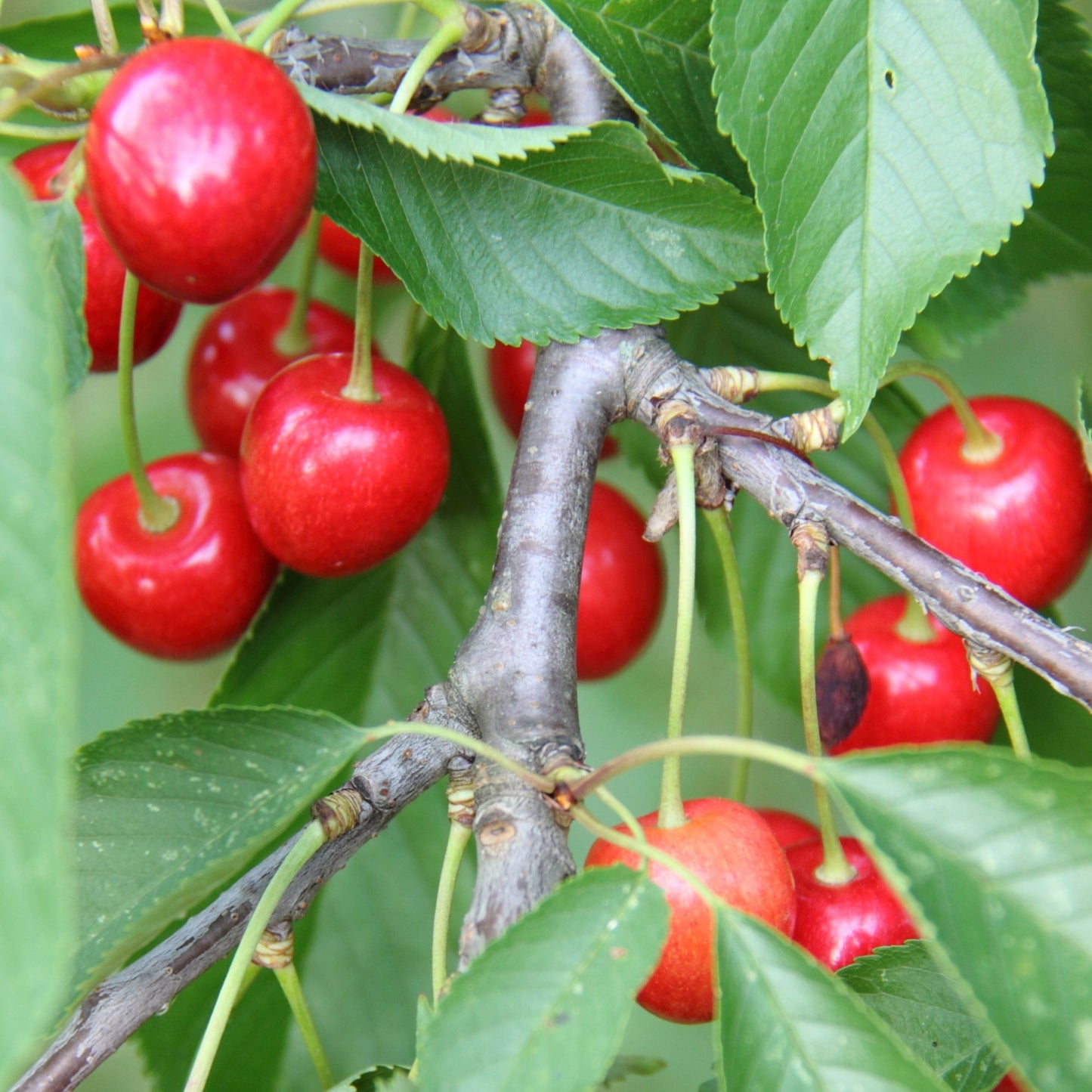 Cerisier 'Crimson Passion®' - Prunus x kerrasis