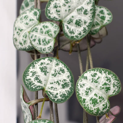String of Hearts
