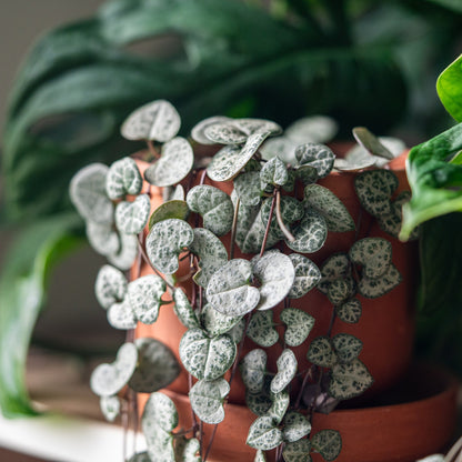 String of Hearts