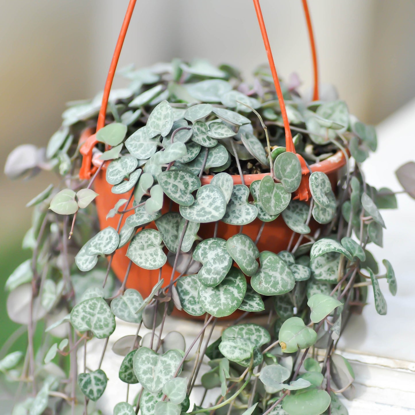 String of Hearts