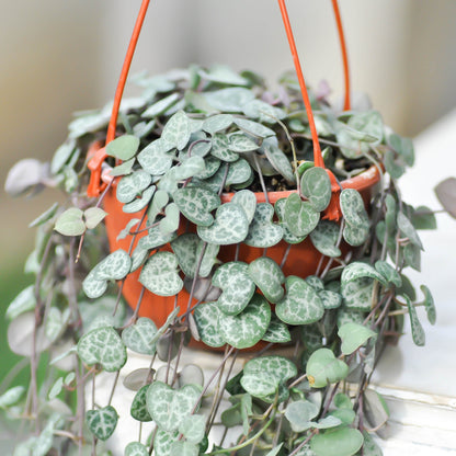 String of Hearts
