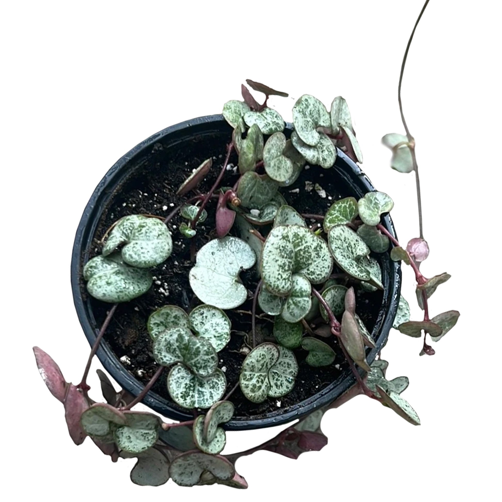 silver heart plant indoors Chain of hearts 'Silver Glory' – Jardineries Botanix