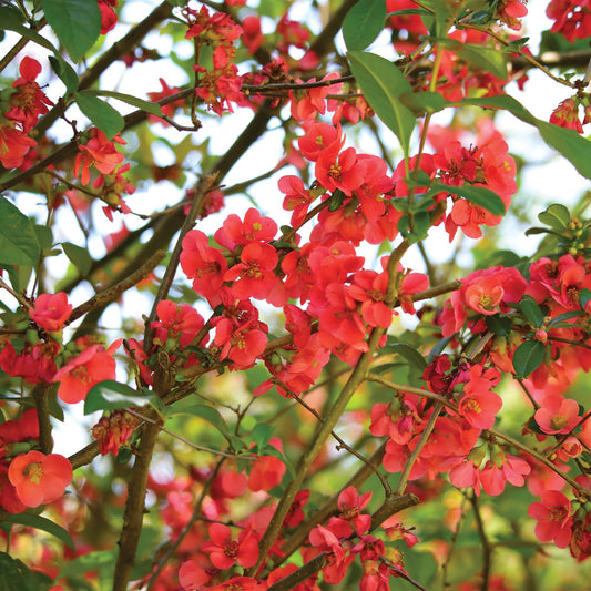 Crimson and Gold' Japanese Quince