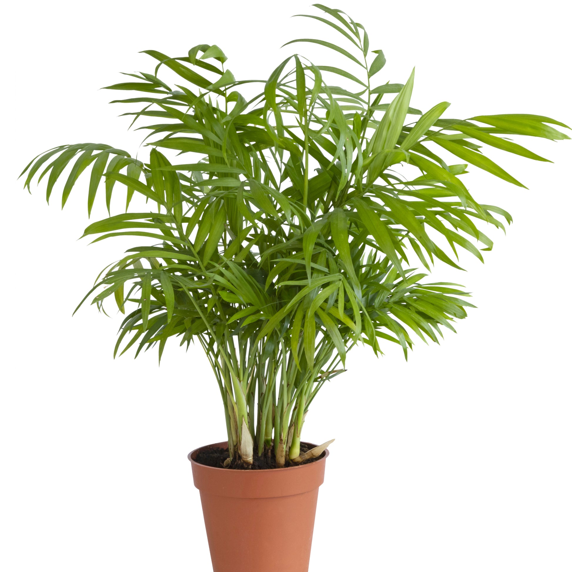easy plant cat palm Cat Palm | Easy Care Houseplant