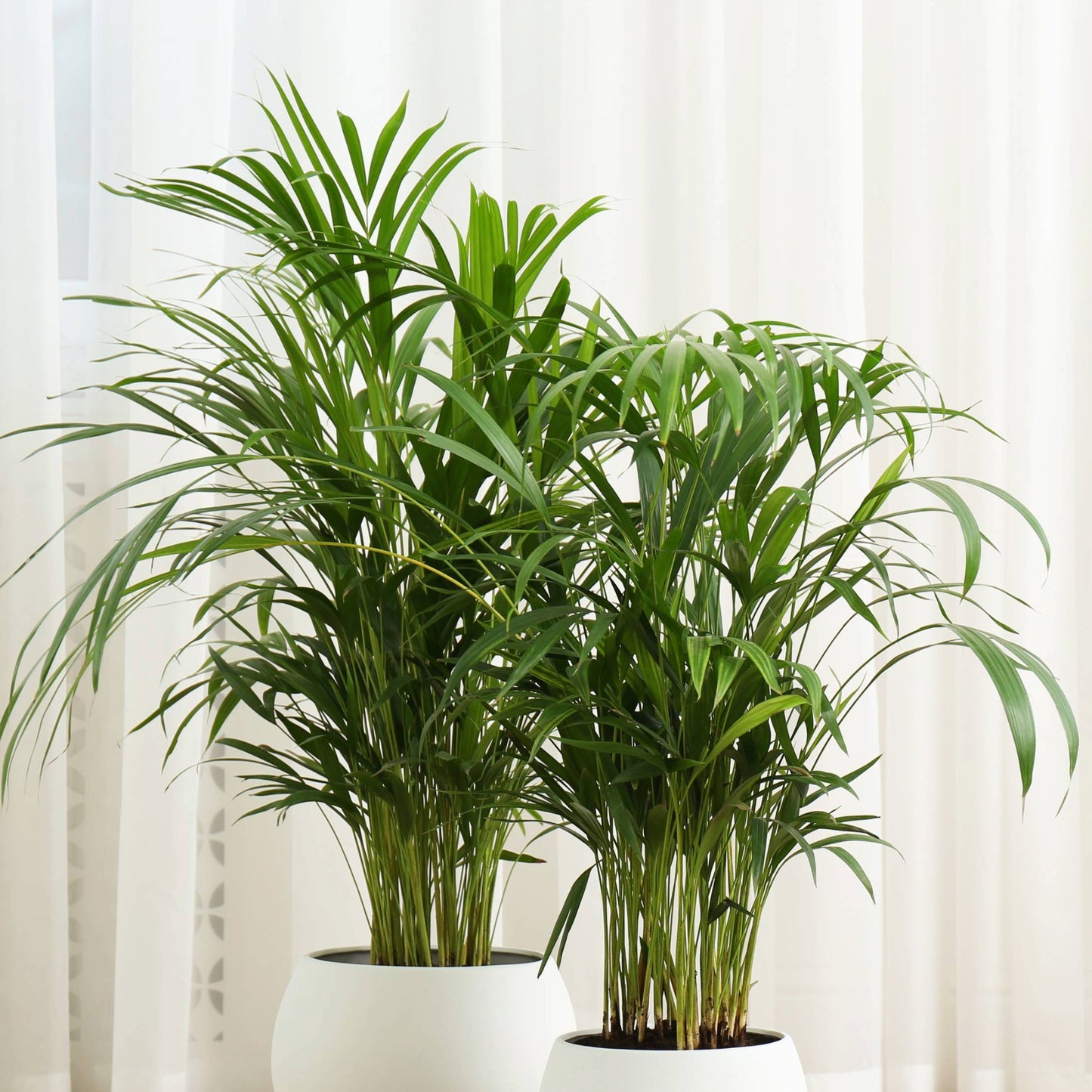 propagate cat palm Cat Palm | Easy Care Houseplant