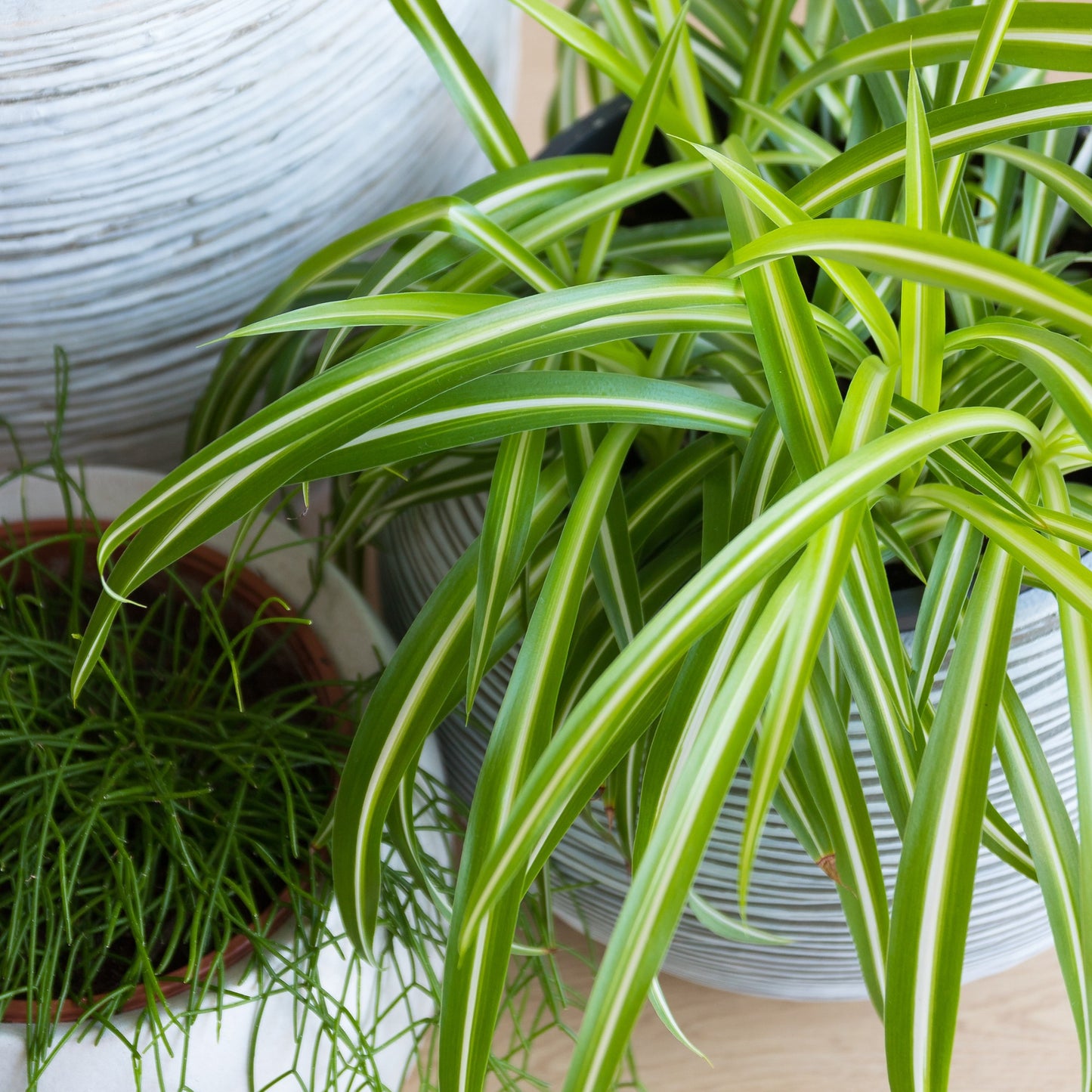 Chlorophytum comosum 'Variegatum' – Plante araignée panachée