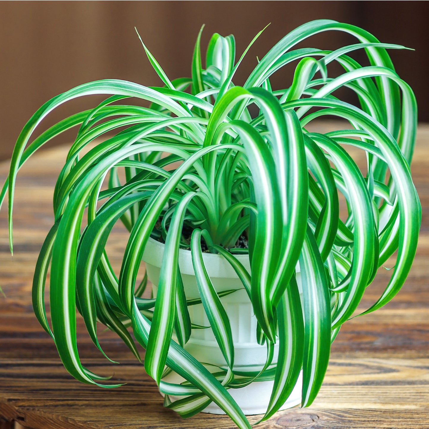 Chlorophytum comosum 'Variegatum' – Plante araignée panachée