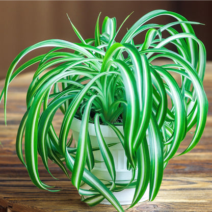 Chlorophytum comosum 'Variegatum' – Plante araignée panachée