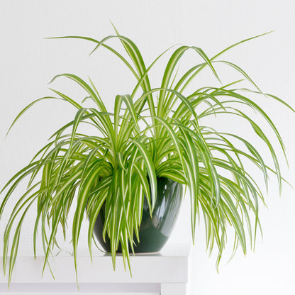 Chlorophytum comosum 'Variegatum' – Plante araignée panachée