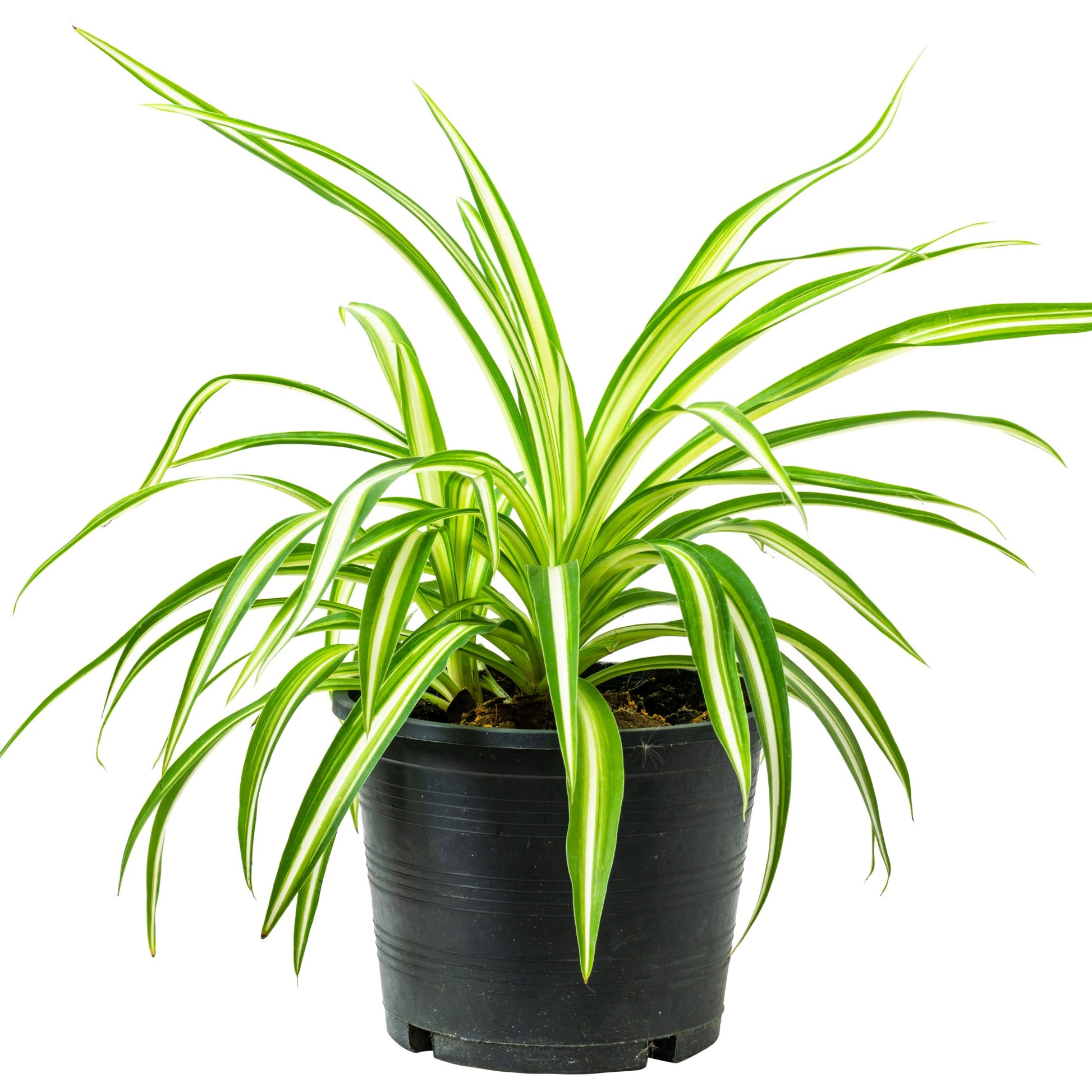 hardy spider plant Variegated Spider Plant: Air Purifying & Hardy | Chlorophytum