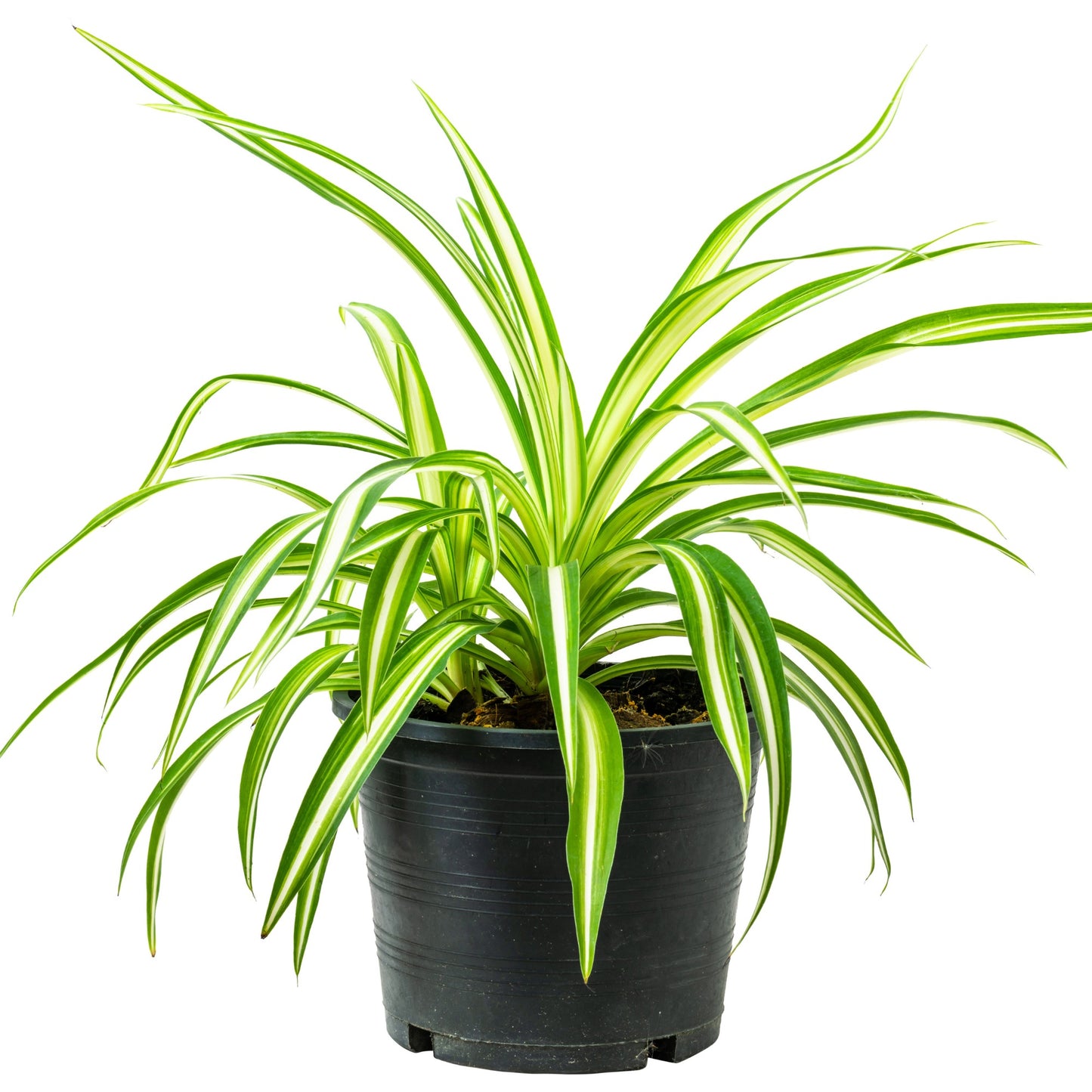 Chlorophytum comosum 'Variegatum' – Plante araignée panachée