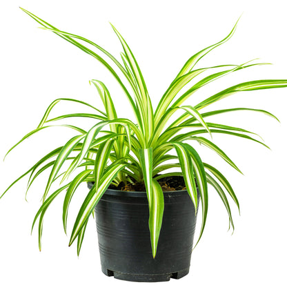 Chlorophytum comosum 'Variegatum' – Plante araignée panachée