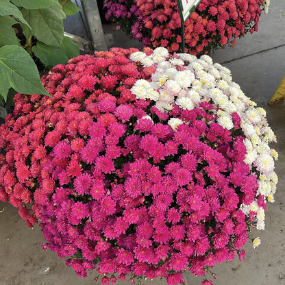 Chrysanthème d'automne en trio