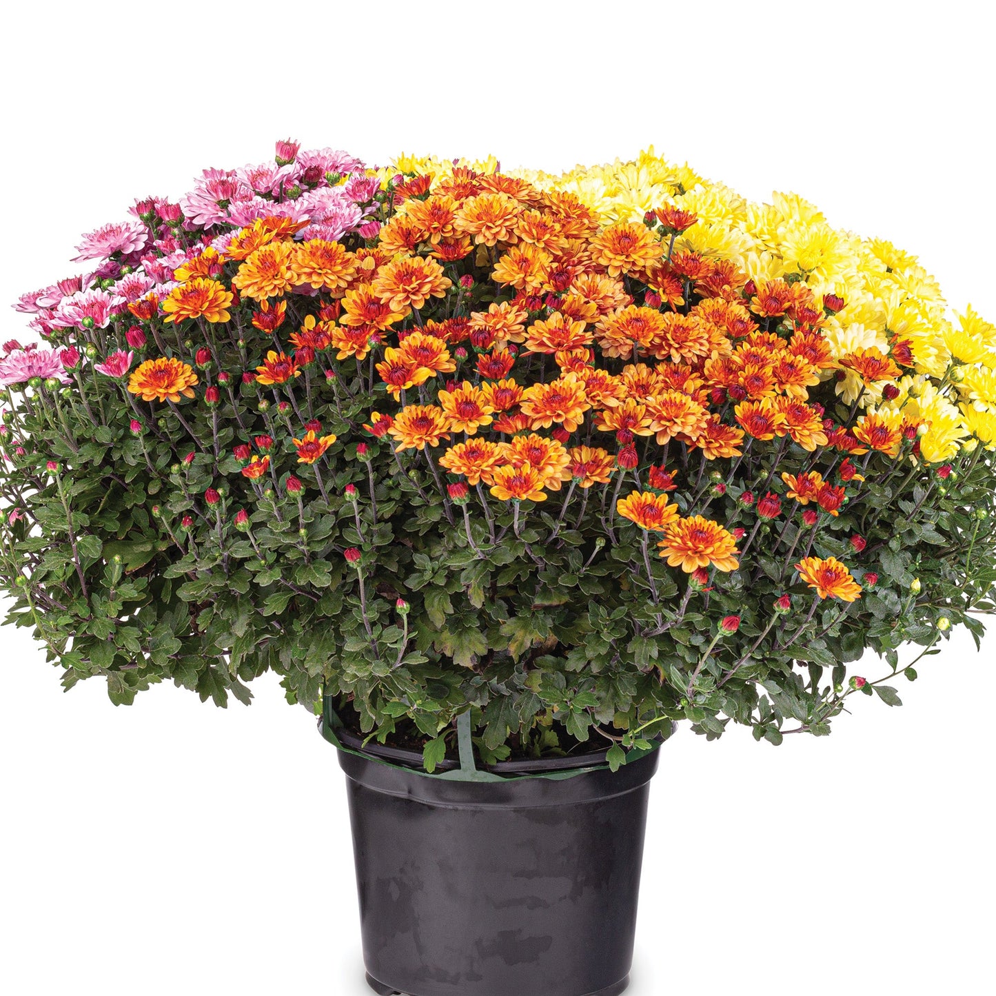 Chrysanthème d'automne en trio