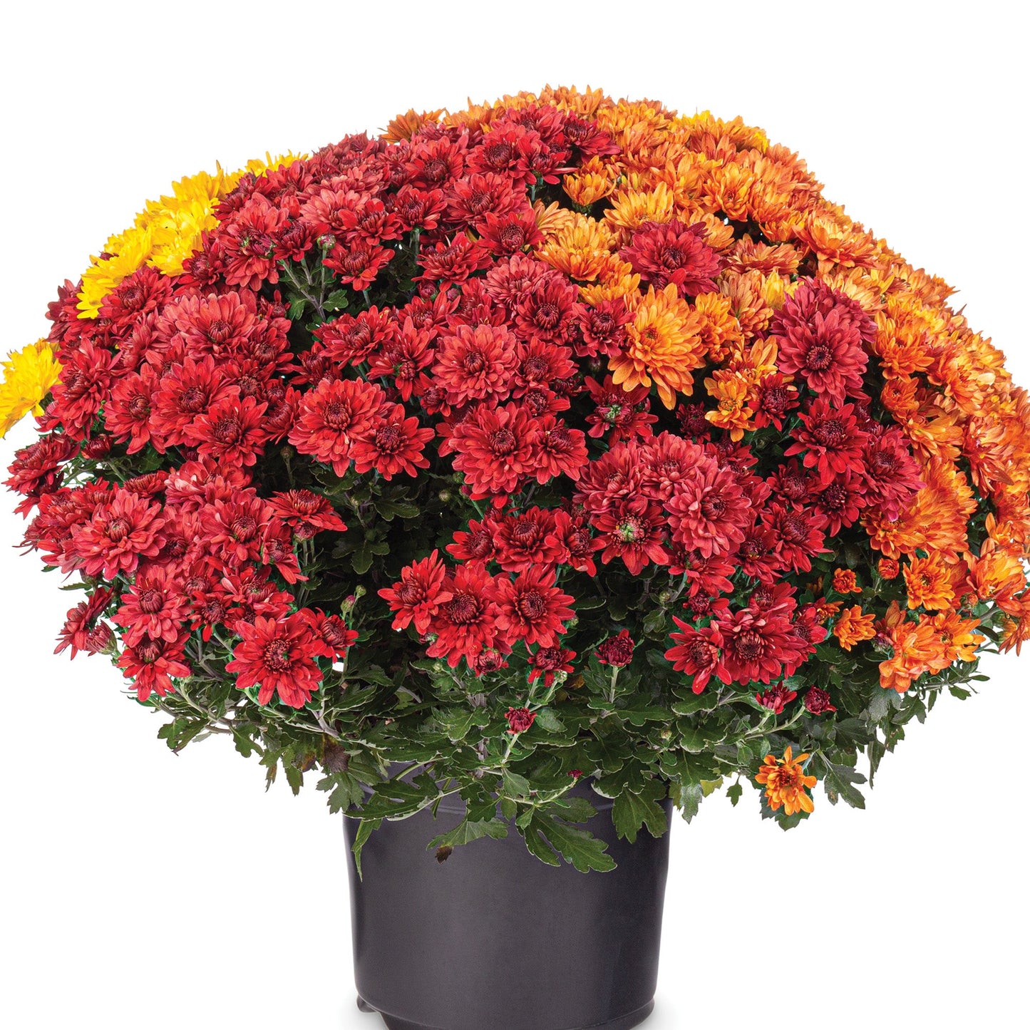 Fall Chrysanthemum Trio