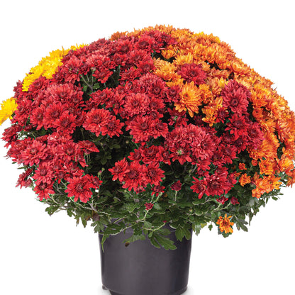 Chrysanthème d'automne en trio