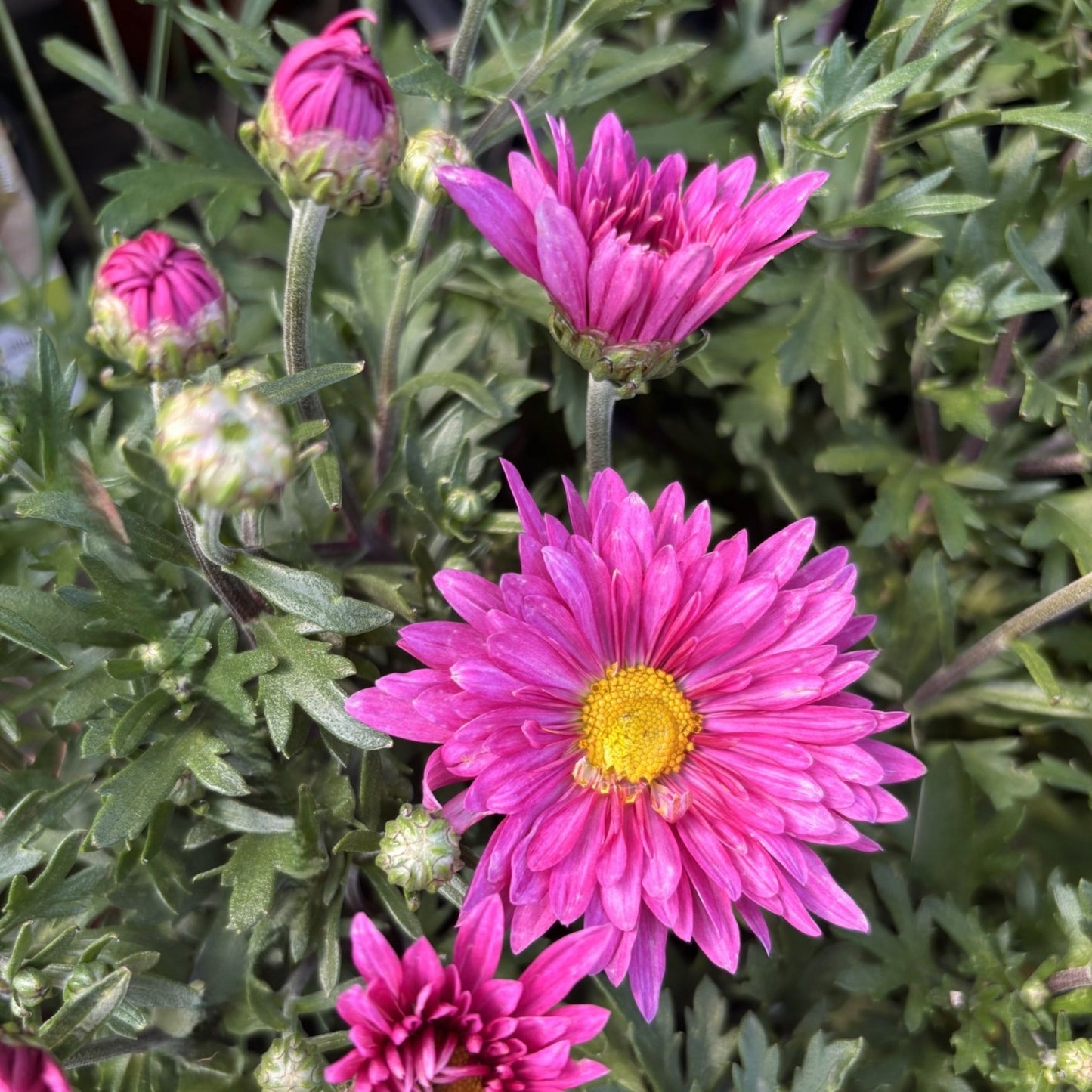 Chrysanthemum 'Mammoth Dark Pink' – 'Mammoth Dark Pink' Chrysanthemum