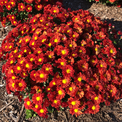 Chrysanthème 'Firedance Igloo'