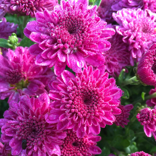 Chrysanthemum (Dendranthemum) Igloo 'Ice Pink' – Hardy Mum 'Ice Pink'