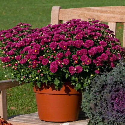 Chrysanthemum Ice Pink Igloo