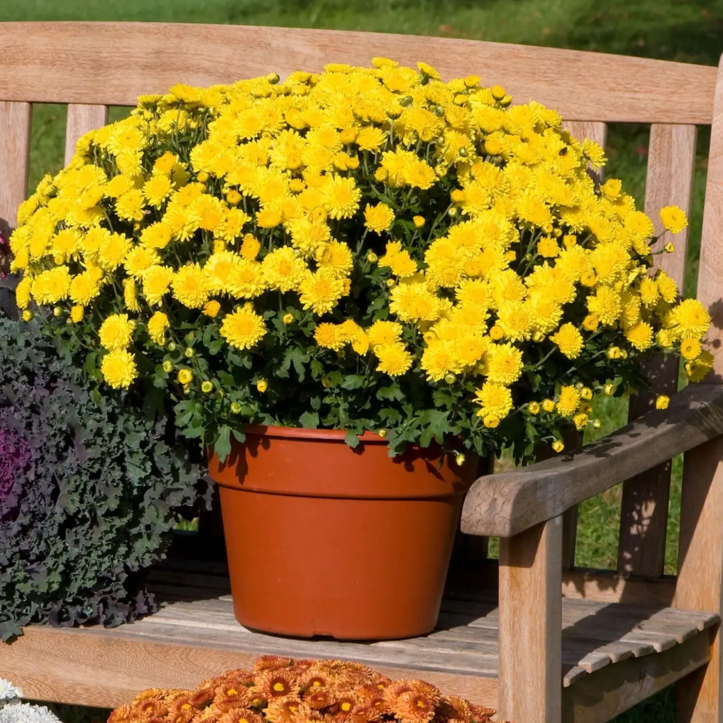 Chrysanthemum 'Sunny Igloo'