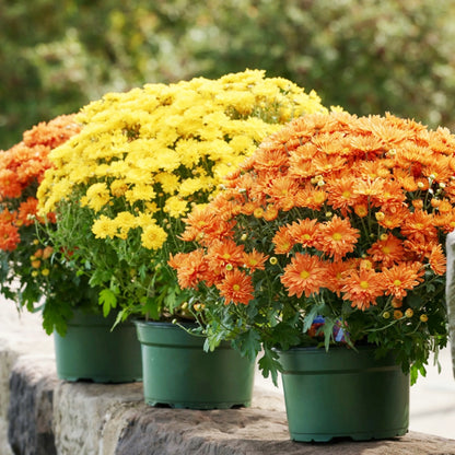 Chrysanthemum x morifolium (décoratif) – Chrysanthème d'automne décoratif