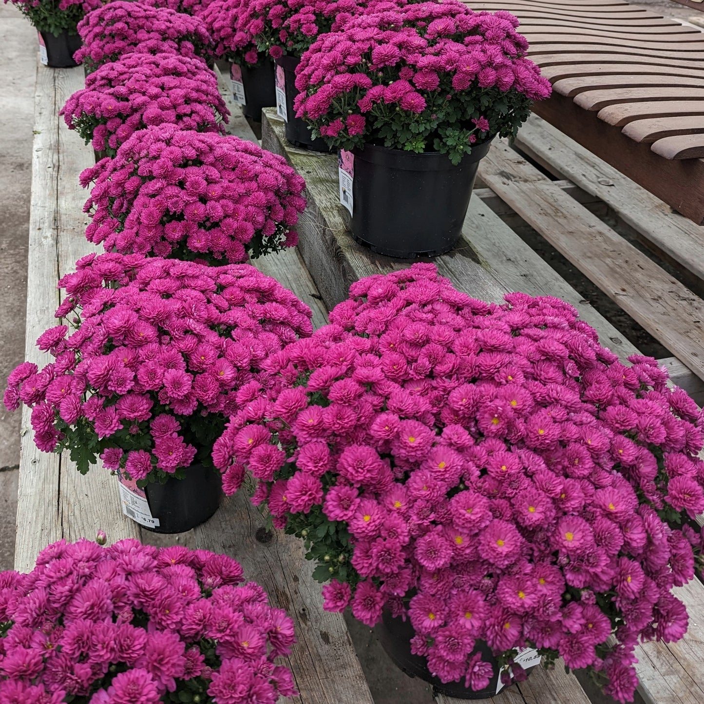 Chrysanthemum x morifolium (décoratif) – Chrysanthème d'automne décoratif