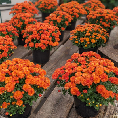 Chrysanthemum x morifolium (décoratif) – Chrysanthème d'automne décoratif