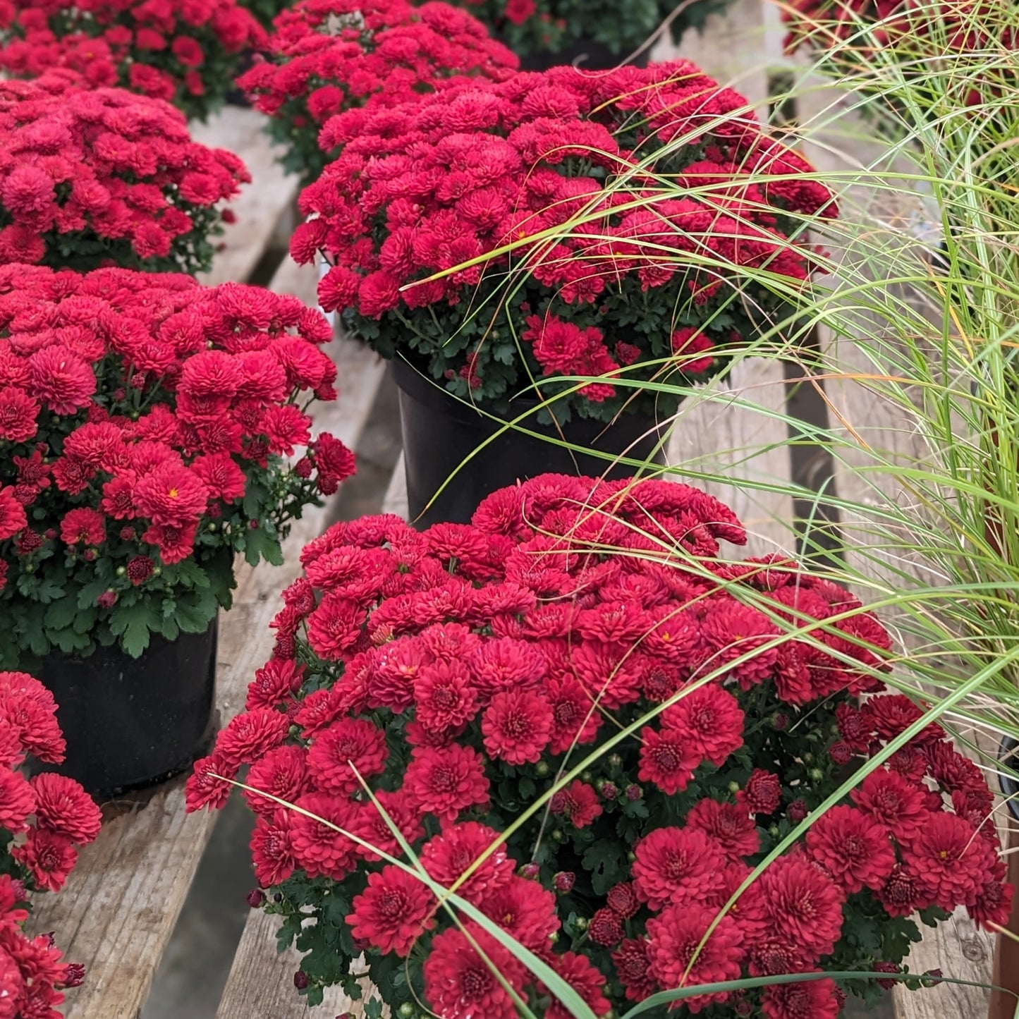 Chrysanthemum x morifolium (décoratif) – Chrysanthème d'automne décoratif
