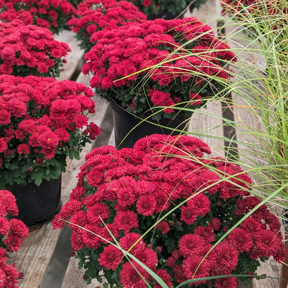 Chrysanthemum x morifolium (décoratif) – Chrysanthème d'automne décoratif