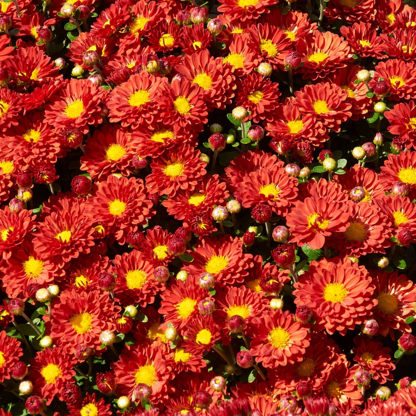 Chrysanthemum Firedance Igloo